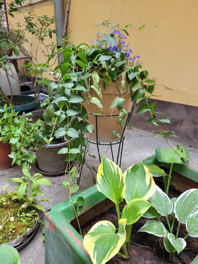 Secret Garden Apartment Zagreb Dış mekan fotoğraf